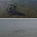VIDEO Nakon Istre morski psi plivaju i u moru kod Pirovca