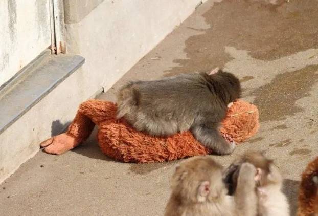 FOTO Preslatki majmunčić ganuo svijet: Odbacila ga mama pa se ne odvaja od plišanca