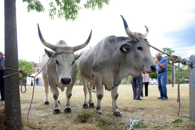 Kanfanar: 35. smotra istarskog boškarina