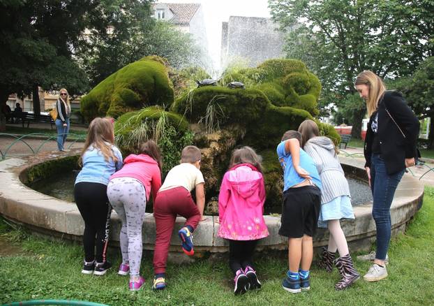 Šibenik: Fontana poznata po kornjačana dobila  nove stanovnike, 18 ribica