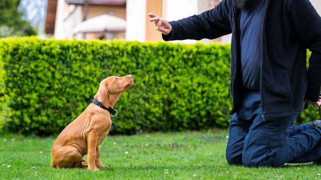 Psi su bez greške nanjušili miris tri faze epileptičkih napadaja