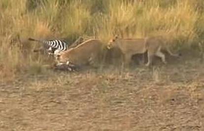 Zebra pobjegla od krokodilskih ralja i naletjela na - dva lava...