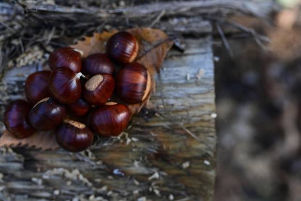 Počelo je ovogodišnje branje kestena na Žumberačkom gorju