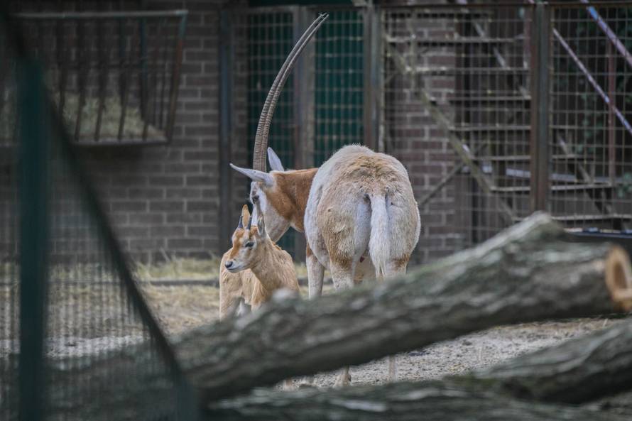 24sata Zagreb: Rodilište u Zoološkom vrtu
