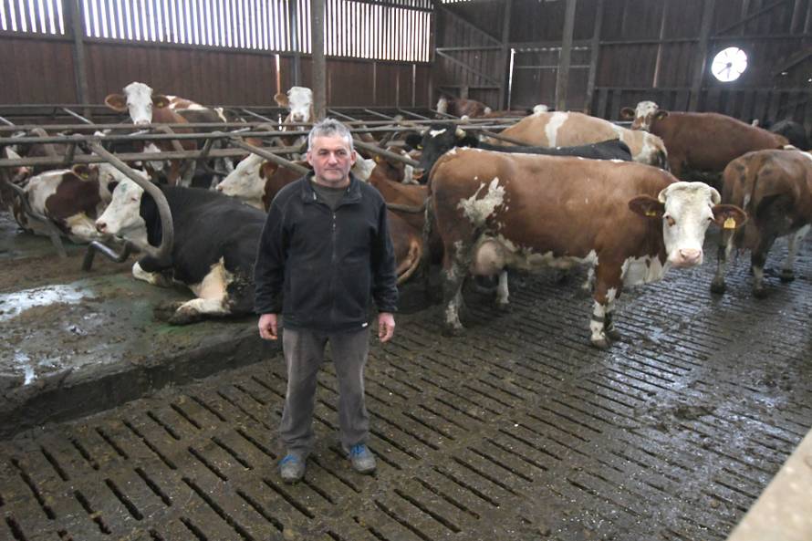 Donja Petrička: Četiri krave u OPG-u Miroslava Trgovca unutar nekoliko dana otelile su osam telića