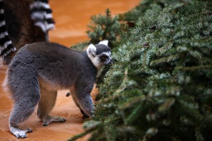 Zagreb: Životinjima u zoološkom vrtu podijeljena božićna drvca