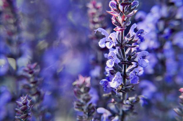Posadite ovo cvijeće i svake godine imat ćete prekrasan vrt