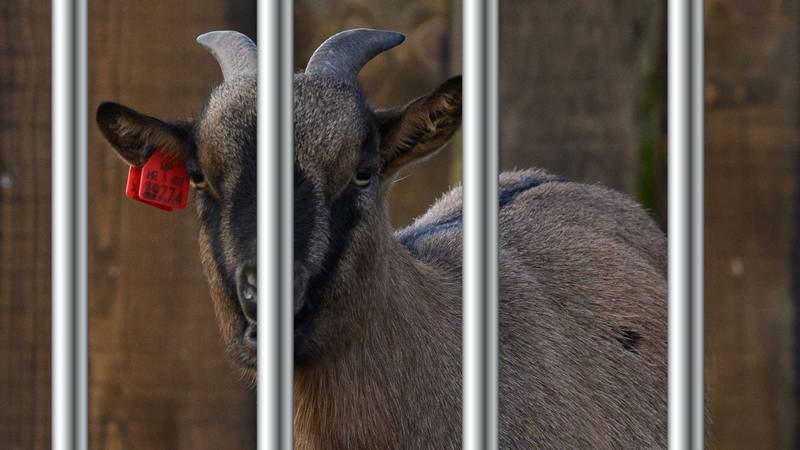 Ovo je koza iz zagrebačkog ZOO-a zbog koje su zvali 192. Nije uhićena, neće ni na poligraf