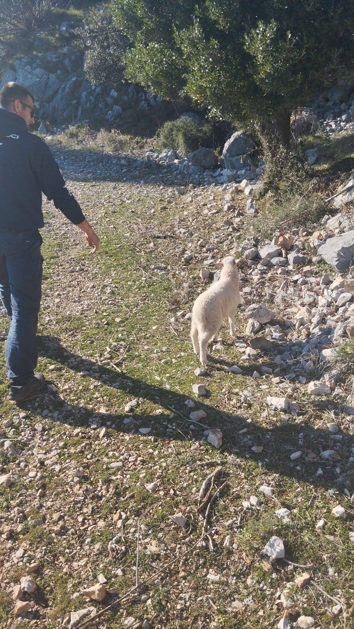 FOTO Vatrogasci izvukli janje iz groba na Bolu: 'Odnijeli smo ga majci koja je blejala u blizini...'