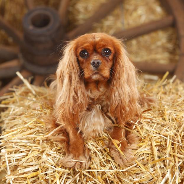 Cavalier-King-Charles-Spaniel