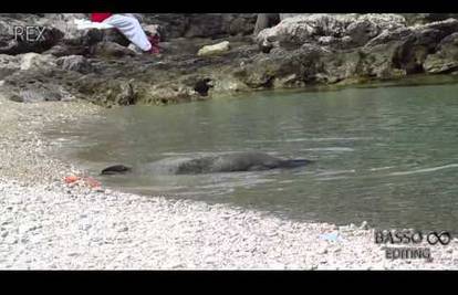 Pijani turisti u Puli natezali za rep sredozemnu medvjedicu