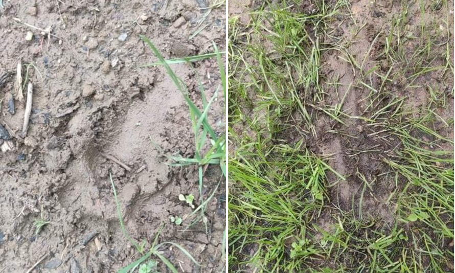 Usred noći im u dvorište ušetao medvjed, odali ga otisci šapa