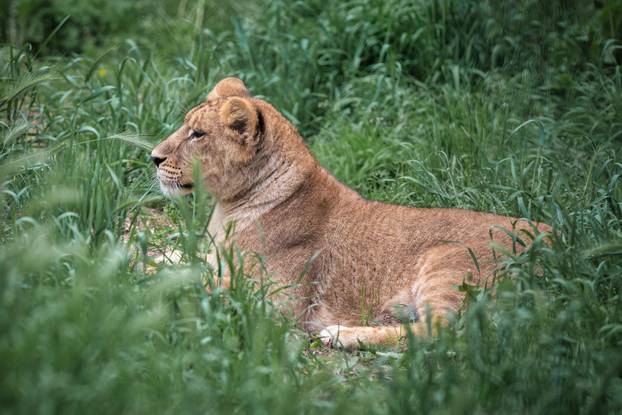 Zoološki vrt Osijek dobio nove stanovnike: Lavice, par nandua te dikobraze Olina, Zošu i Tita