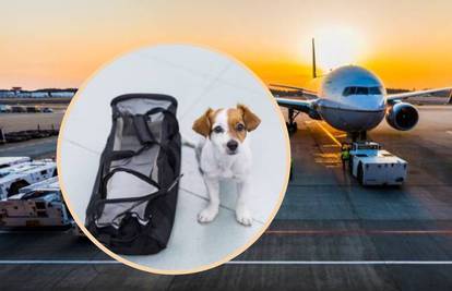Putujete sa psom zrakoplovom? Što sve trebate znati i napraviti