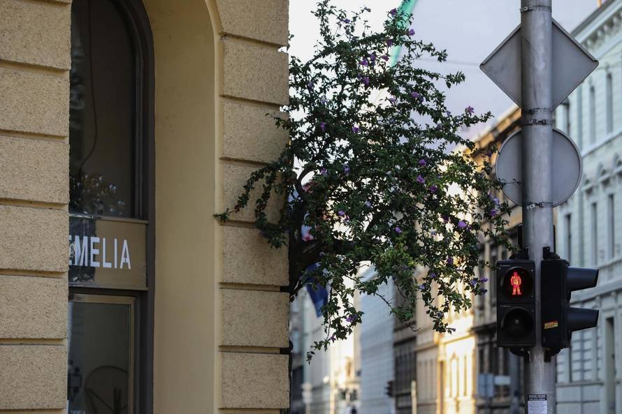 Zagreb: Drvo raste iz zgrade u centru grada