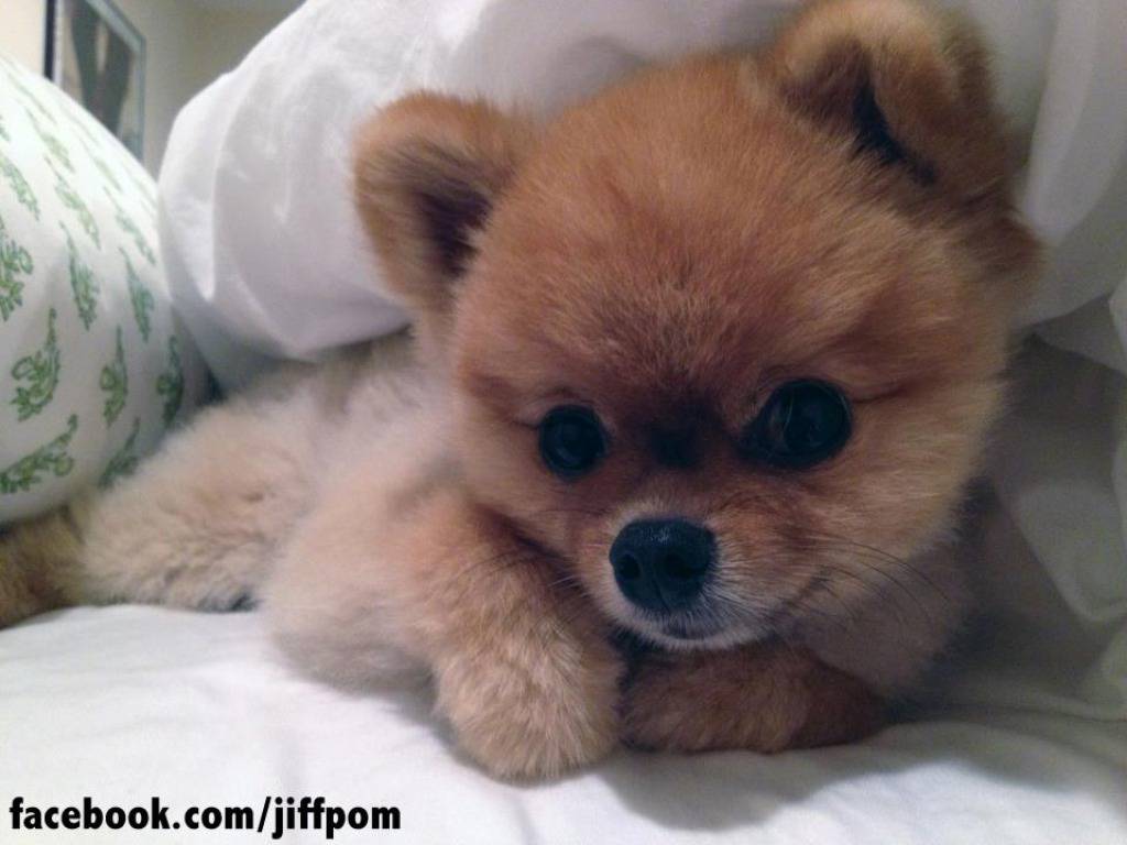 Facebook.com/jiffpom