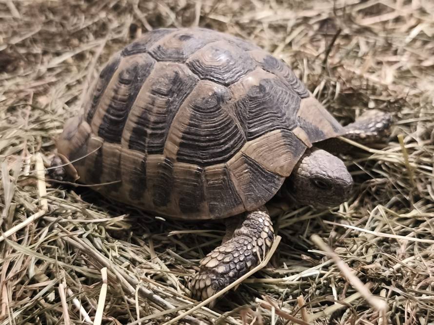 Netko je u Hrvatsku pokušao prošvercati kobre! Pogledajte što su sve oduzeli na carini!