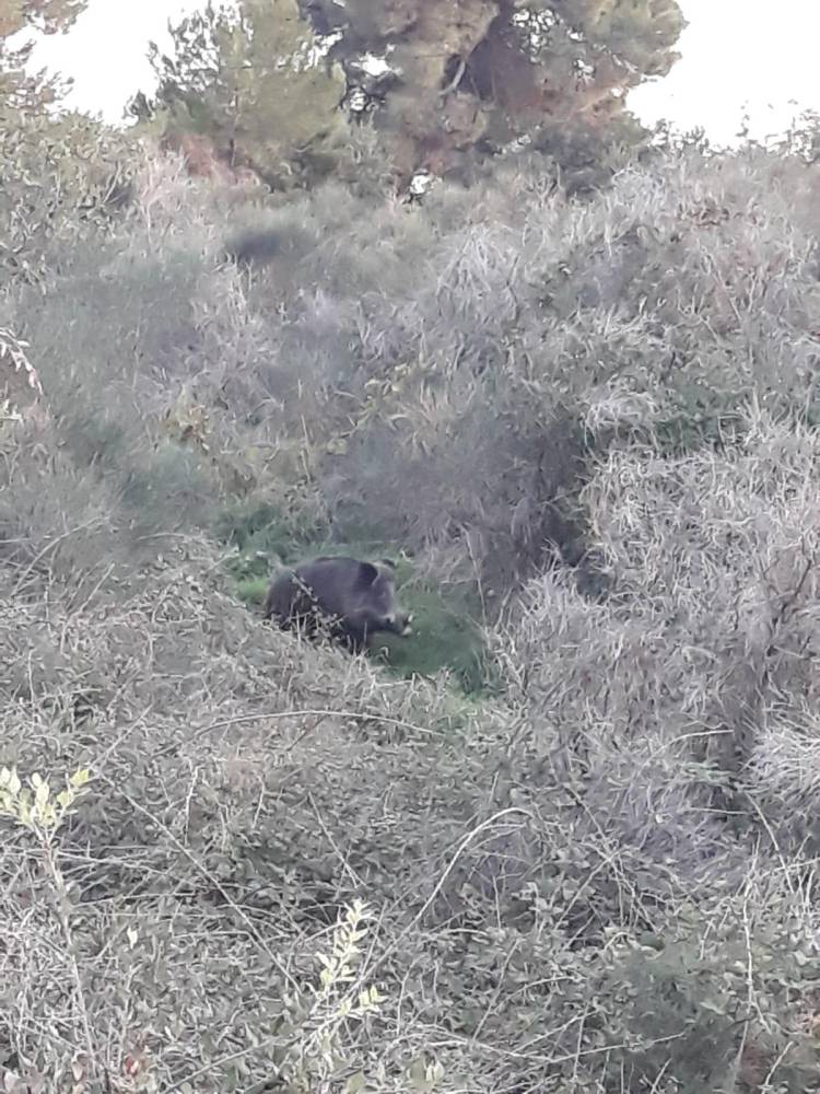 Obitelj se susrela 'oči u oči' sa Špirom: Stalno šeće po Splitu