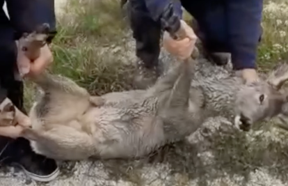 Ribar ulovio srndaća pored Obrovca: 'Nemoj prema moru!'