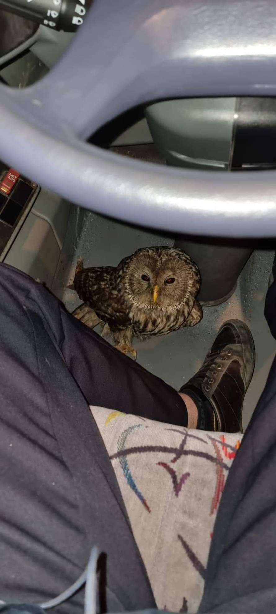 Vozač ZET-ova autobusa spasio ozlijeđenu sovu: 'Trebat će je operirati kako bi mogla letjeti'