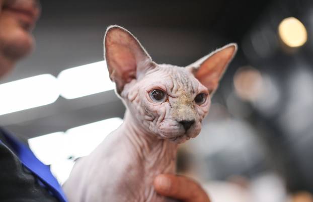 FOTO Otvorena Svjetska izložba mačaka u zagrebačkom Family Mallu! Traje i tijekom nedjelje