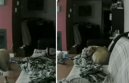Video koji je rastužio Internet: Pogledajte što je pas radio kad mu je vlasnik otišao na posao