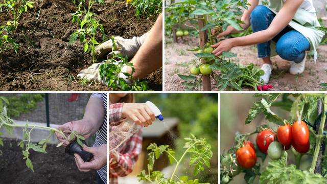 Top savjeti pri sadnji rajčica za veće i zdravije plodove - tu su i trikovi kako ih zaštititi prirodno