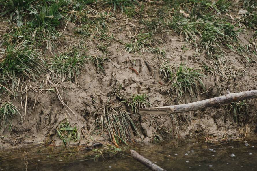 Dabrovi u Novom Marofu rade probleme: 'Ukrali su 200 letvi radnicima i odnijeli ih u potok'