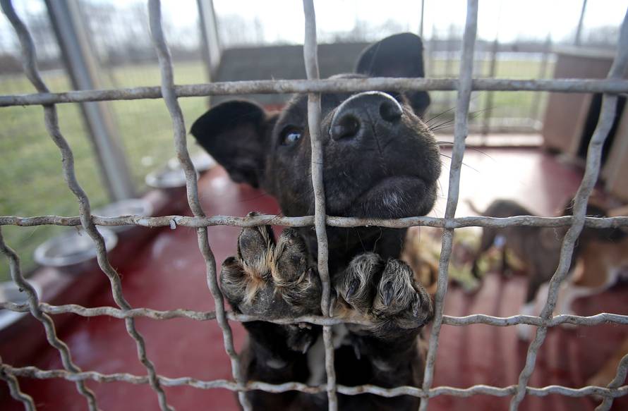 Nema više ubijanja: Dok ih ne udome, moraju biti u skloništu