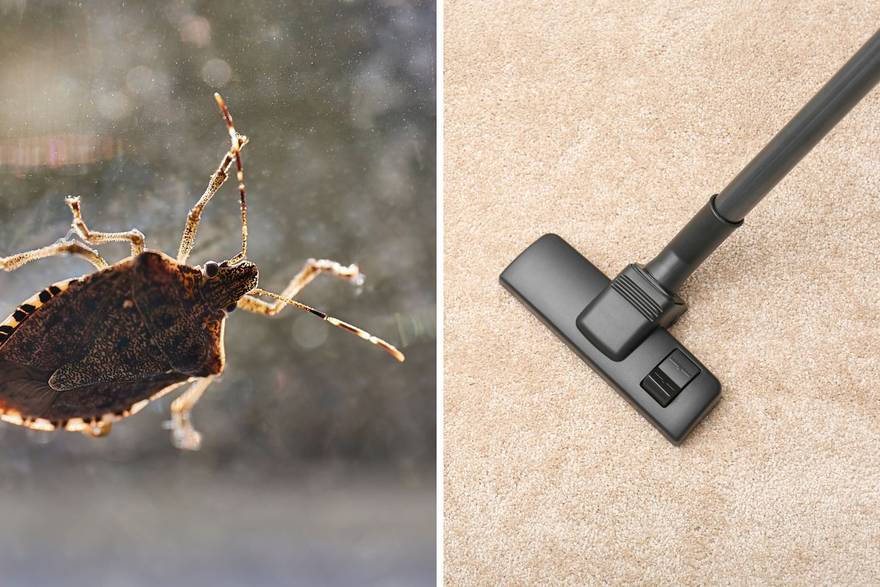 Smrdljivi martini opet dolaze nepozvani u goste: Evo kako ih se riješiti - usisavač je loša ideja