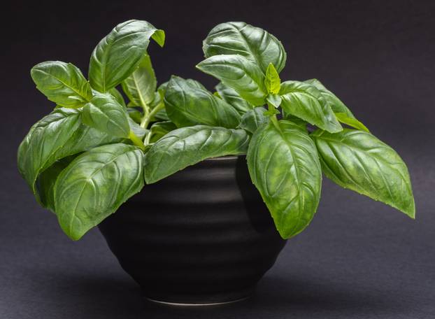 Close - up black bowl with green Basil leaves on dark gray background.