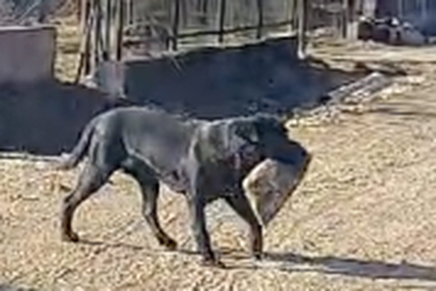Video psa kako krade tablu špeka od susjeda
