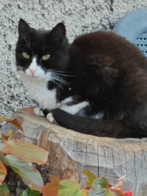 SUPER FOTKE vaših ljubimaca! Neki bi mogli biti viralni hit, ali svi su jednostavno neodoljivi