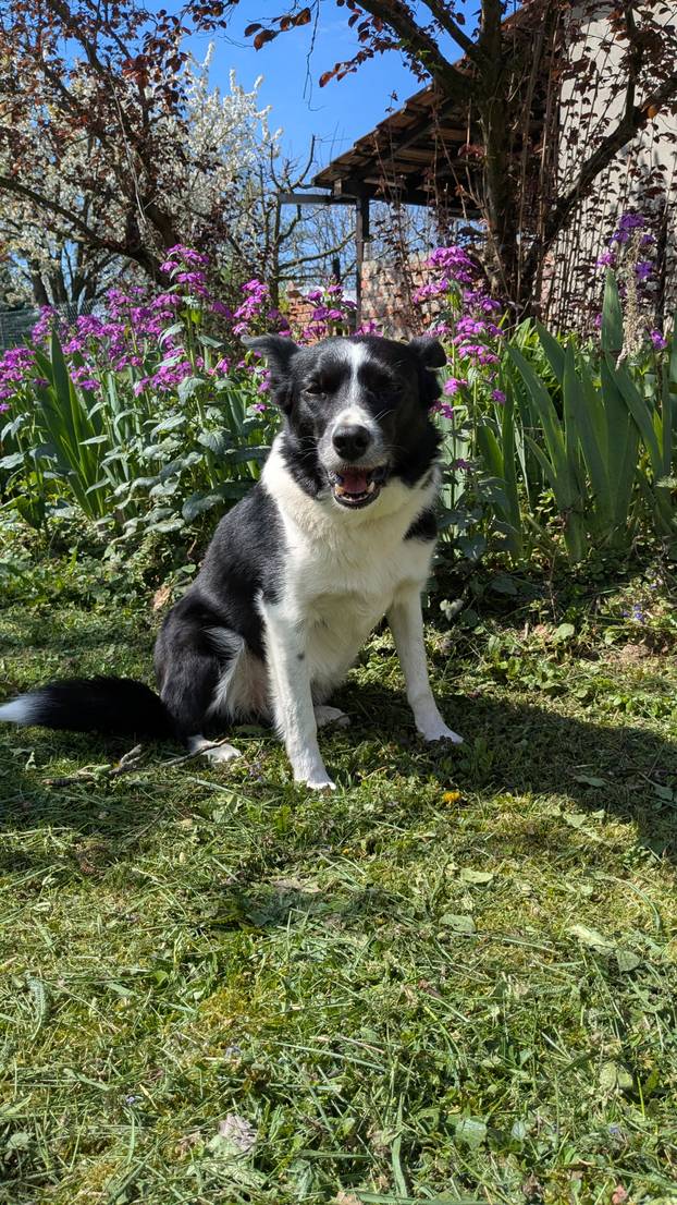 SUPER FOTKE vaših ljubimaca! Neki bi mogli biti viralni hit, ali svi su jednostavno neodoljivi
