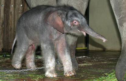 Nakon Knuta uginuo je slonić Shaina Pali u berlinskom Zoo-u