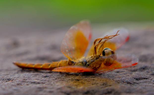 Dragonfly lying dead on the stone floor.