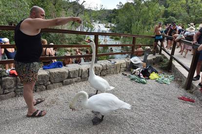 Dva labuda koja šeću Nacionalnim parkom Krka prava su turistička atrakcija