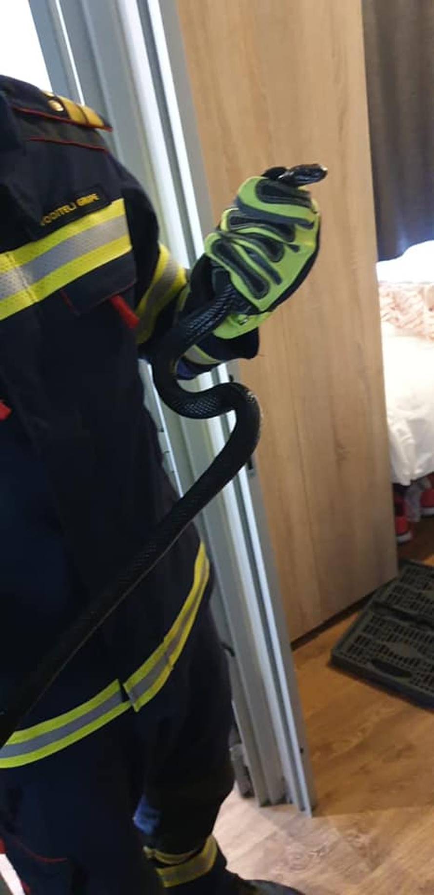 Zmije u Rovinju: Ujutro bjelica u stanu, kasnije poskok u kampu!