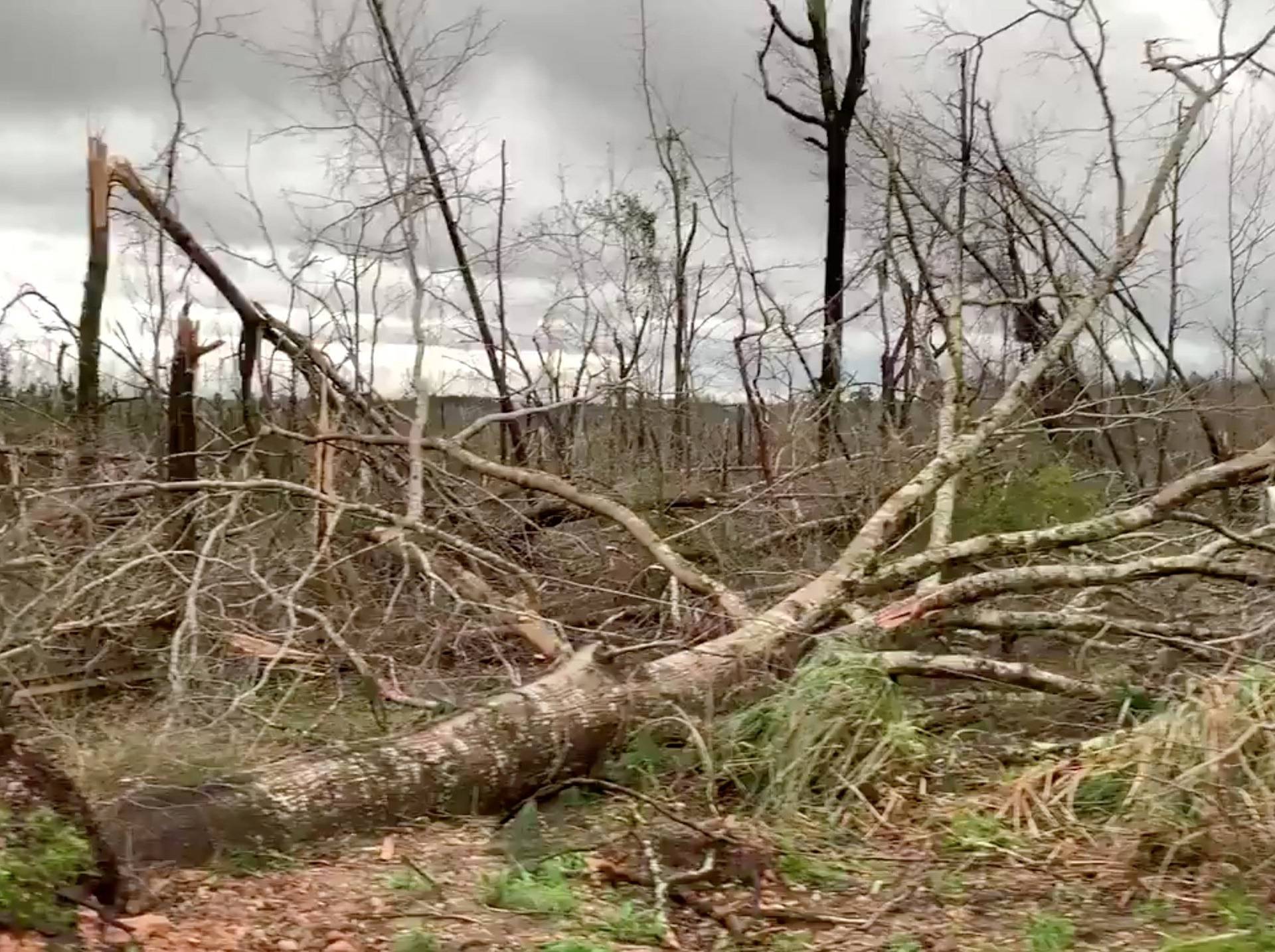 Fallen trees seen following a tornado in Beauregard, Alabama, U.S. in this March 3, 2019 still image obtained from social media video.