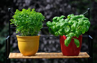 Posadite svoje začine u kuhinji pa uživajte u svježim aromama