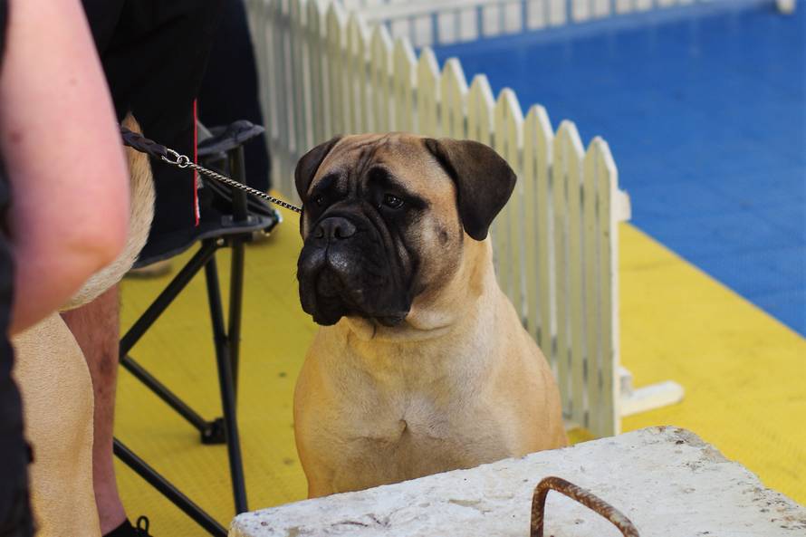 Pseći show: Američki golokoži u ringu s moskovskim čuvarom