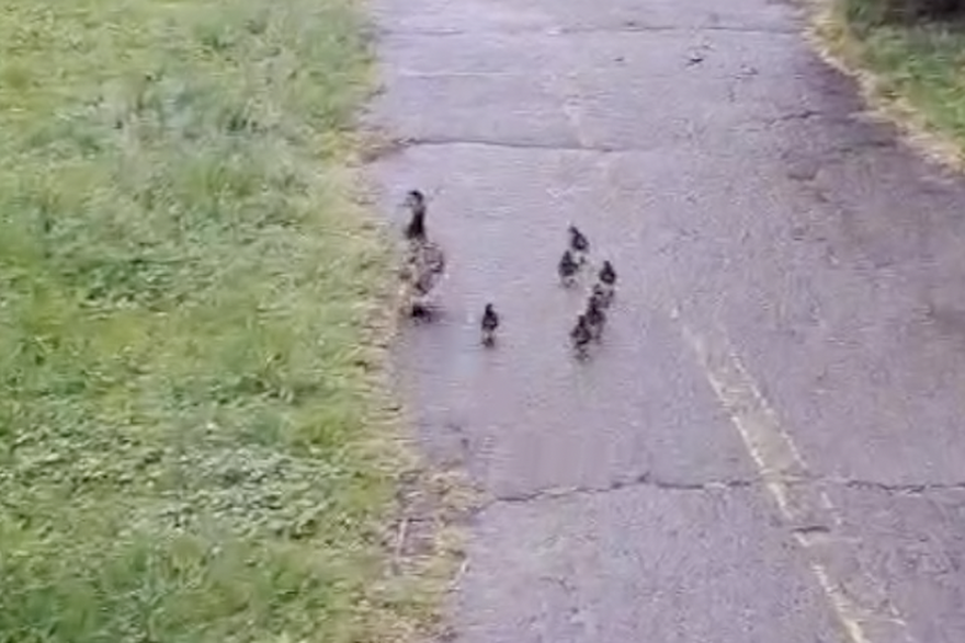 Patka i pačići su se uspješno vratili u potok
