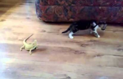 Mačić poludio kada je shvatio da se gušter na podu miče