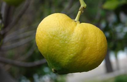 Tučepi: U bakinom vrtu izrasao srcoliki limun