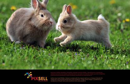 Malena zečja obitelj iskoristila sunčani dan za igru na travi 