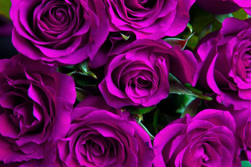 Purple natural roses background