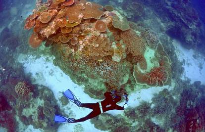 Neće biti kao nekad: Koraljni grebeni ne mogu se obnoviti