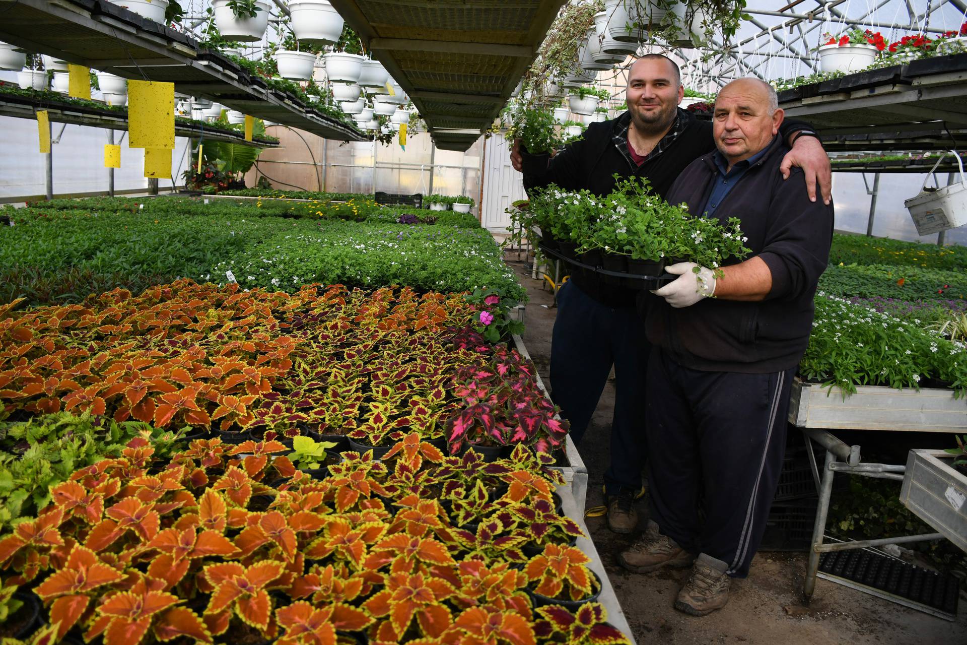 Obitelj Ivančić uzgaja cvijeće: 'Jaglace prodajemo po 5 kuna'