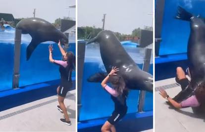 Šokantna snimka iz Španjolske: Morski lav od 340 kg ispao iz bazena i zgnječio mladu radnicu