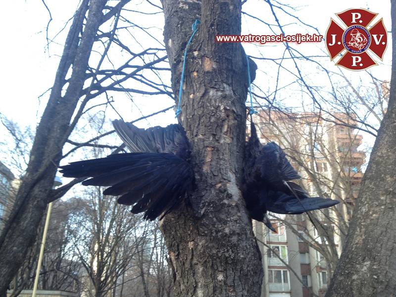 Osijek: Sotonist ili manijak? Vješao mrtve vrane u parku